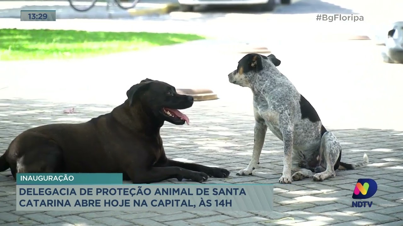 Ser&aacute; inaugurado nessa ter&ccedil;a-feira a divis&atilde;o de prote&ccedil;&atilde;o animal de Santa Catarina, em Florian&oacute;polis