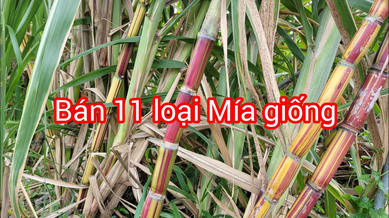 Bán 11 loại giống Mía đang có tại Vườn Mai Hoàng Phúc