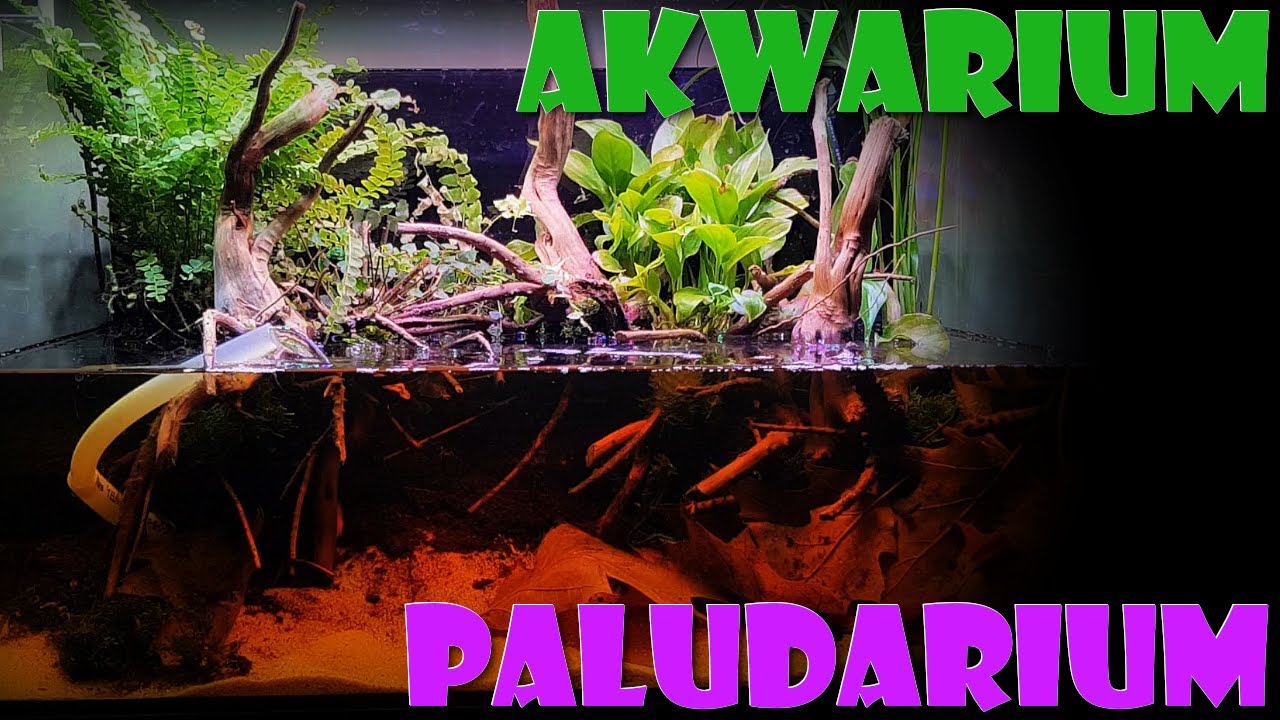 Akwarium dla bojownika - a może to już paludarium...
