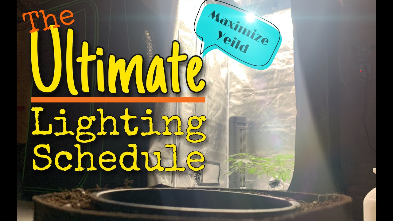 The Ultimate Lighting Schedule for cannabis to maximize Yields.  My lighting schedule.