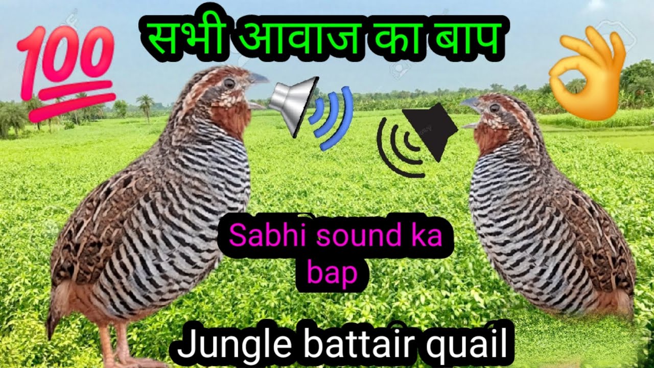 सभी  आवाज  का  बाप  जंगली | Sabhi sound ka bap | battair ki awaaz | bush quail sound  | rock lahori