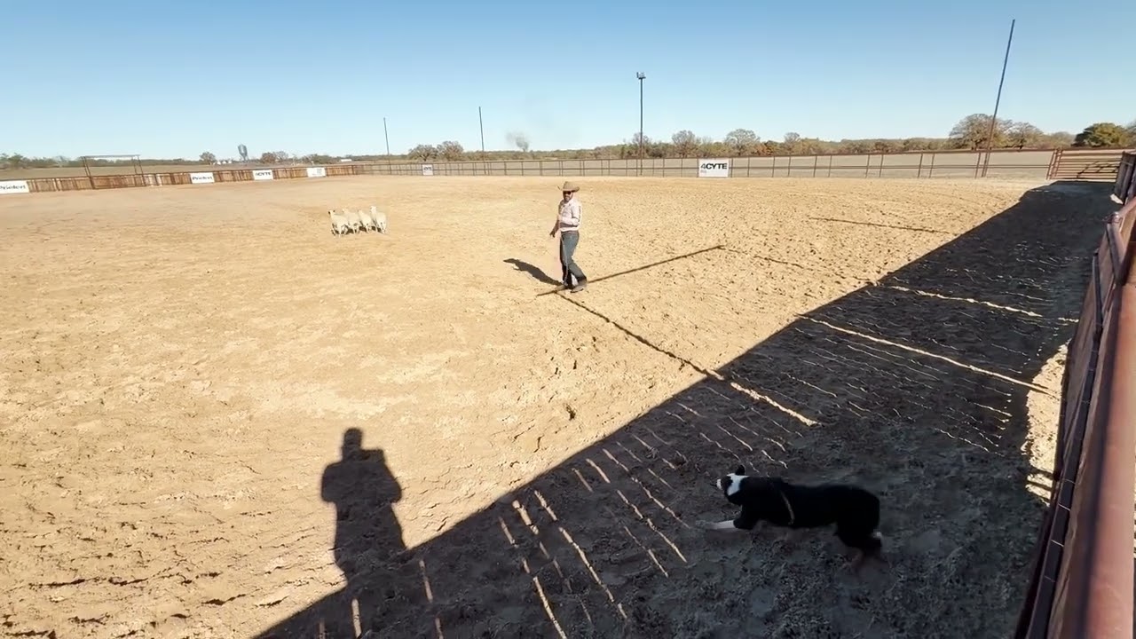 How to train a stock dog - Inside flanks with Moura's Rebel - Lesson 1