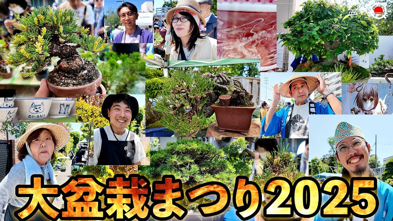 大盆栽まつり2025！盛り上がってます【盆栽Q】