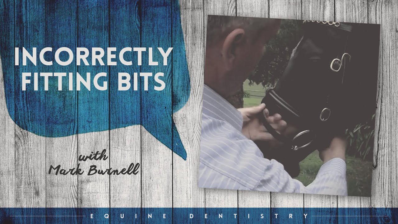 Equine Dentistry | Incorrectly Fitting Bits with Equine Dentist Mark Burnell | Horseland