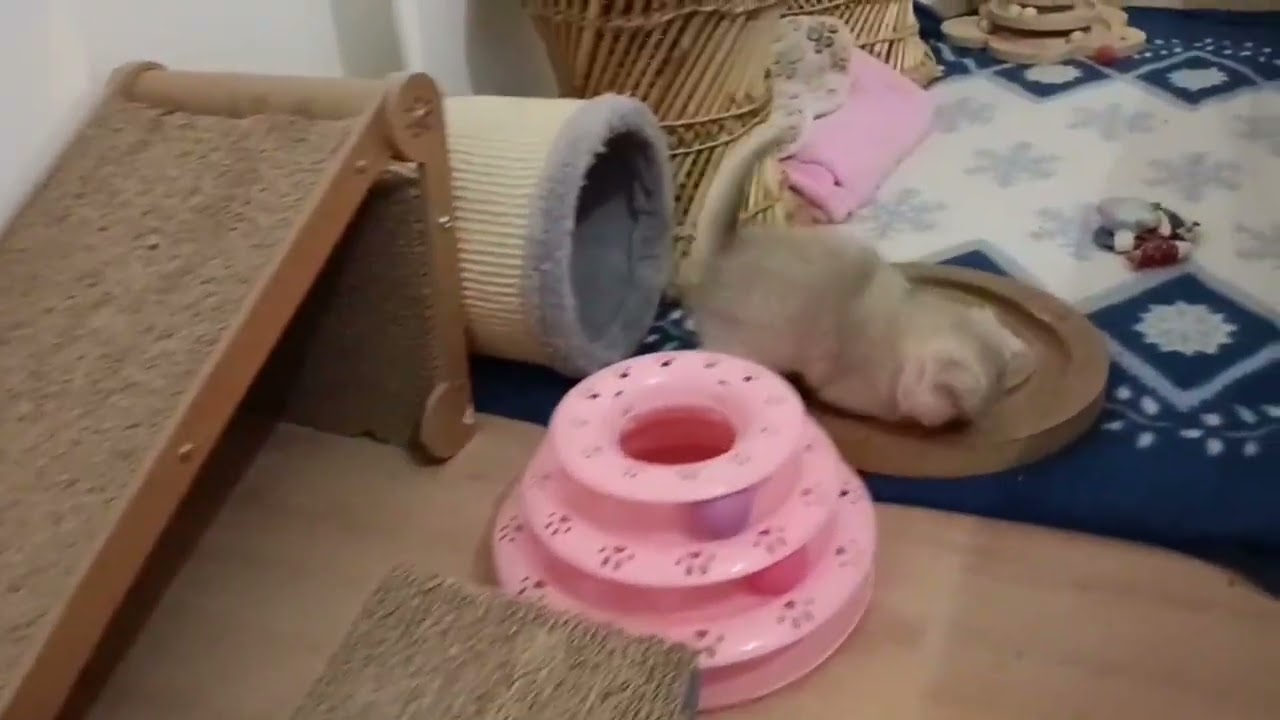 Restless British Shorthair Cats – The Most Playful, Smart & Beautiful? 🤩🤩🤩