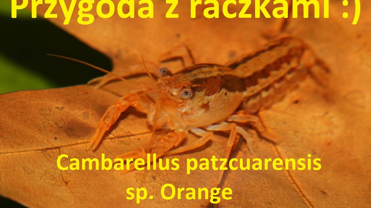 17# Akwarystyka Rodzinna - Przygoda z raczkiem - Cambarellus patzcuarensis sp. Orange CPO