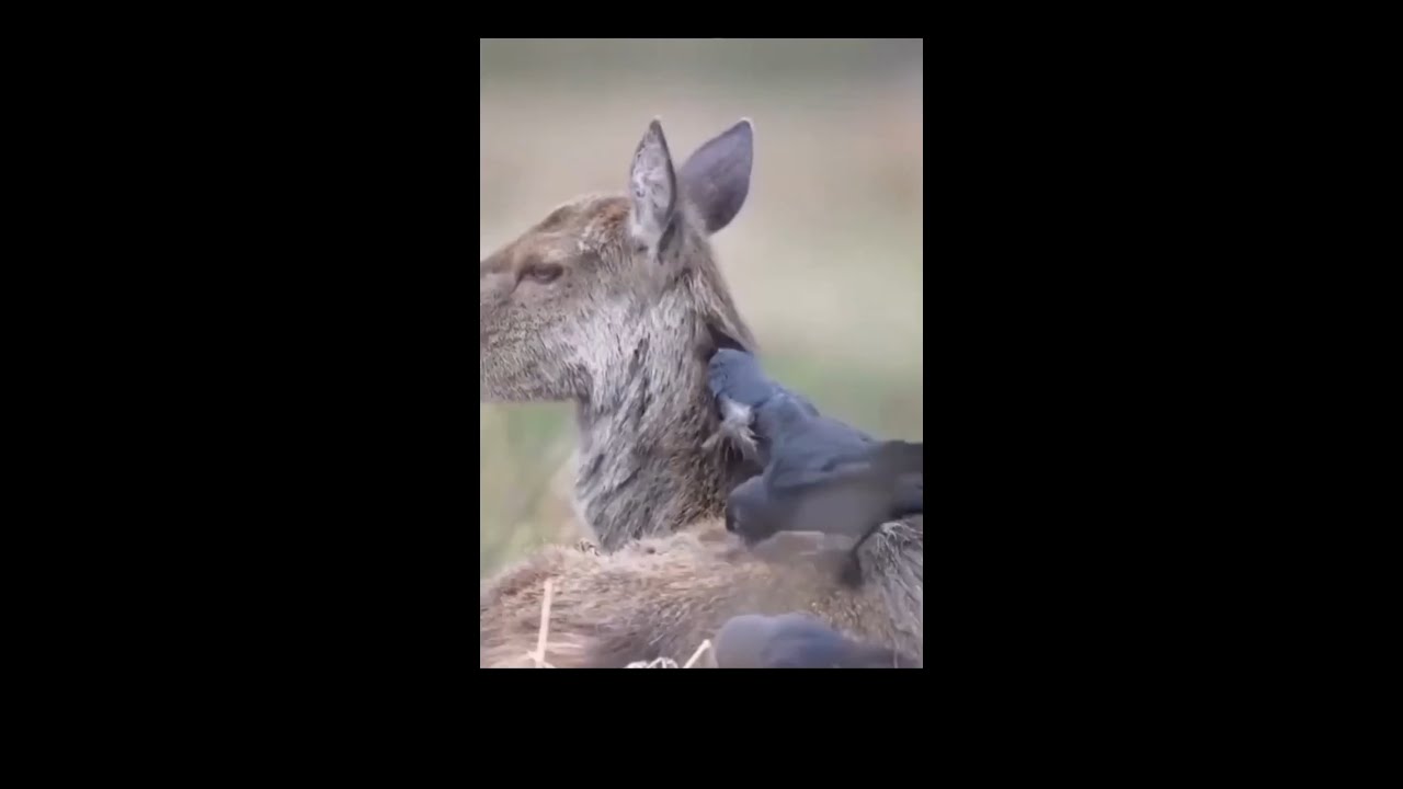 𝗗&iacute;𝗮 𝟱/𝟭𝟬𝟬 𝗚𝗥𝗔𝗝𝗜𝗟𝗟𝗔 𝗢𝗖𝗖𝗜𝗗𝗘𝗡𝗧𝗔𝗟/The western jackdaw/ [Coloeus monedula] #aves #birds #youtubeshorts
