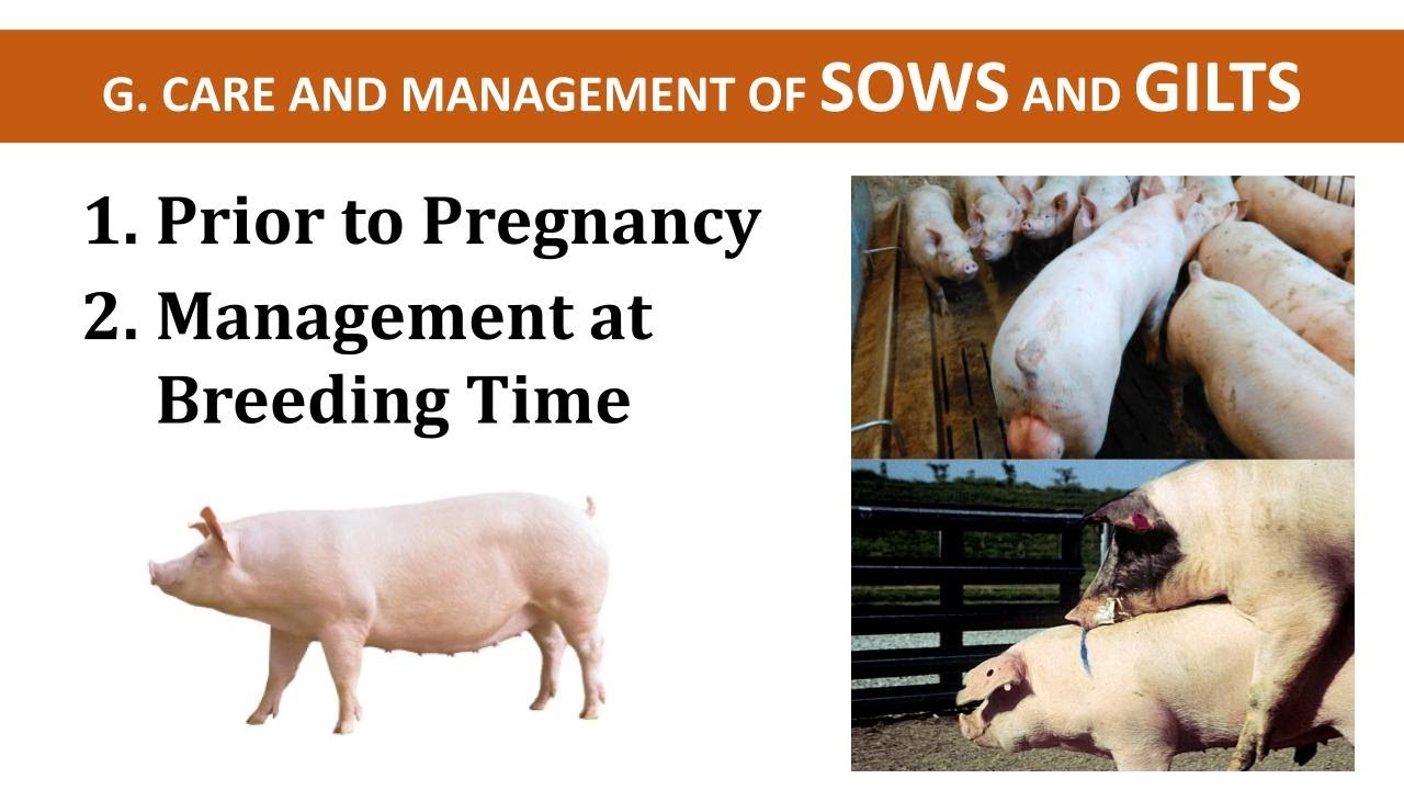 Management of Sows & Glits Prior to Pregnancy & Breeding Time | Swine Production | Teacher Hazel
