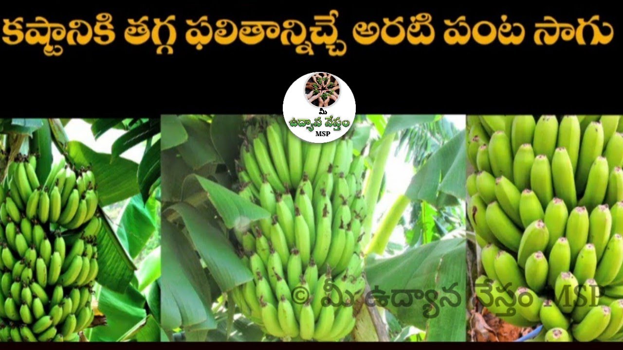 రైతు మాటలో - అరటి సాగు లాభాలు #udyananesthamMSP #banana #farmer #agriculture #horticulture #viral
