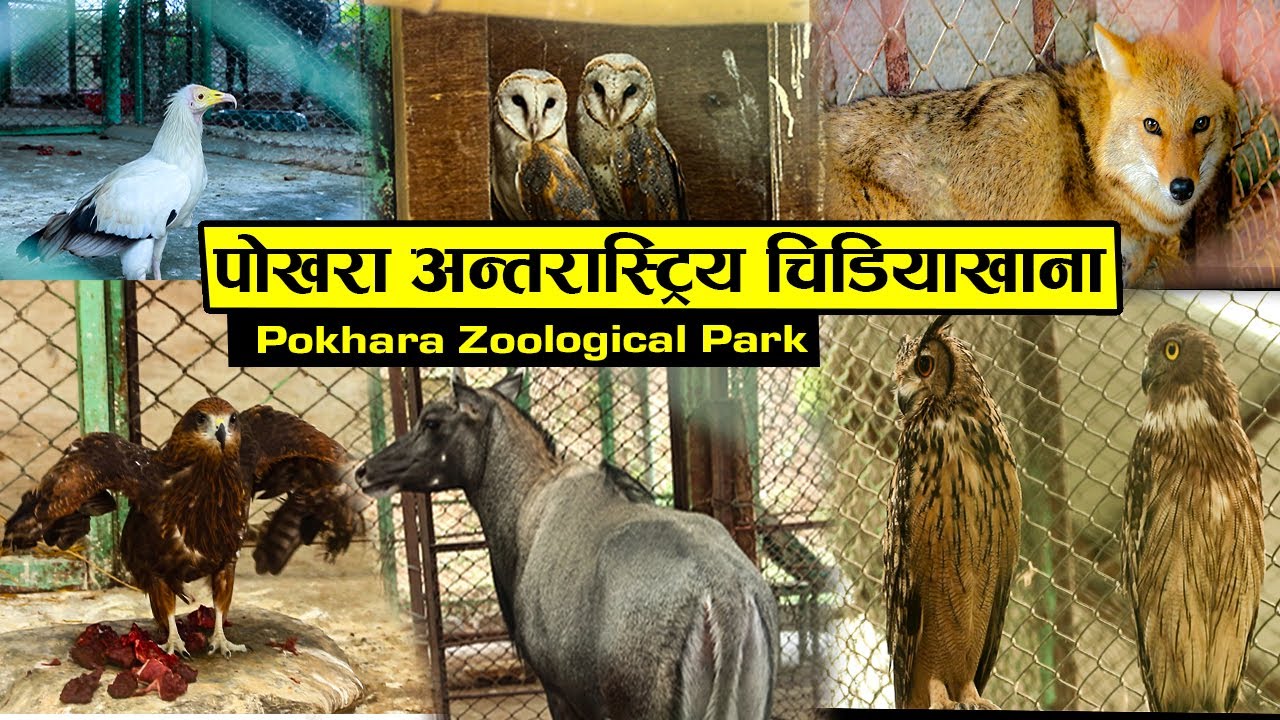 Exclusive पोखराको एकमात्र चिडियाखान हेर्नुस POKHARA ZOOLOGICAL PARK | SamayaNepal | Pokhara Lockdown