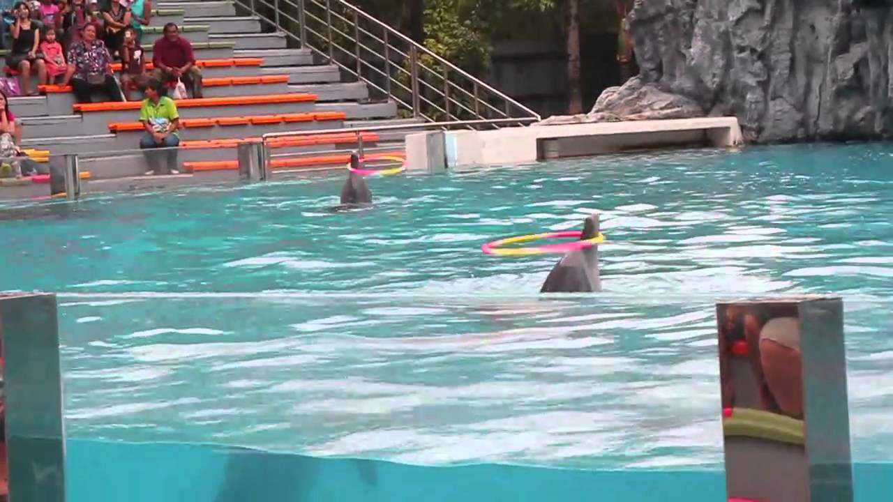Dolphin show at Safari World, Bangkok