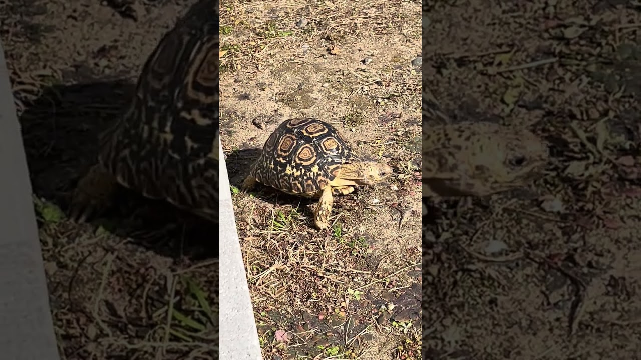 ヒョウモンガメの日常〜ナミビアヒョウモンガメのゴマちゃん〜
