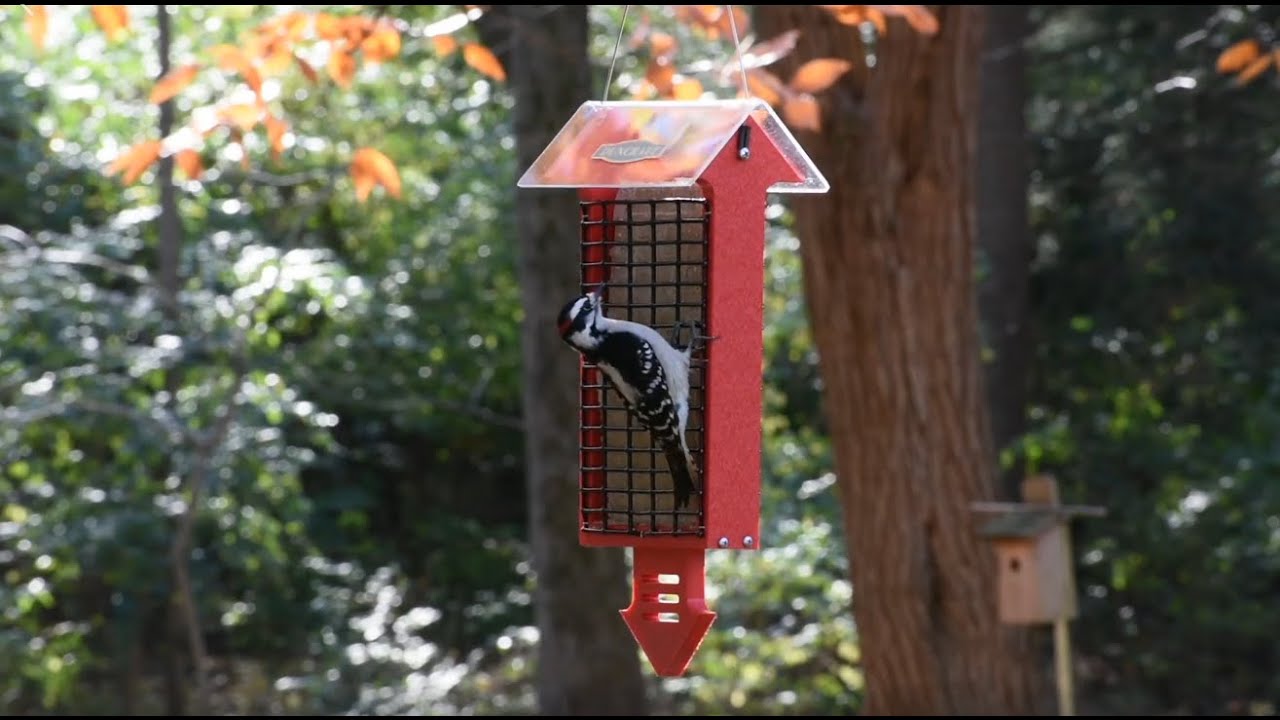 4888 Red Arrow Tail Prop Double Suet Feeder, available exclusively at duncraft.com