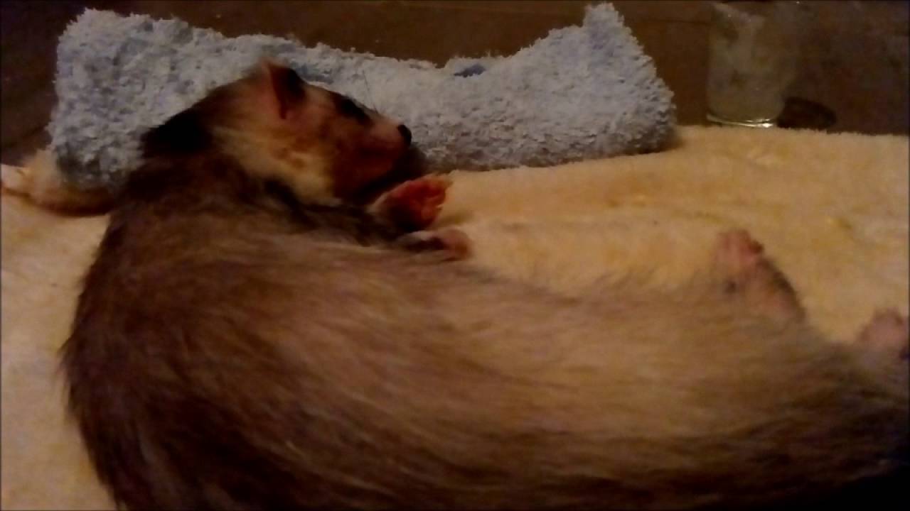 INSULINOME FURET 7 septembre 2016