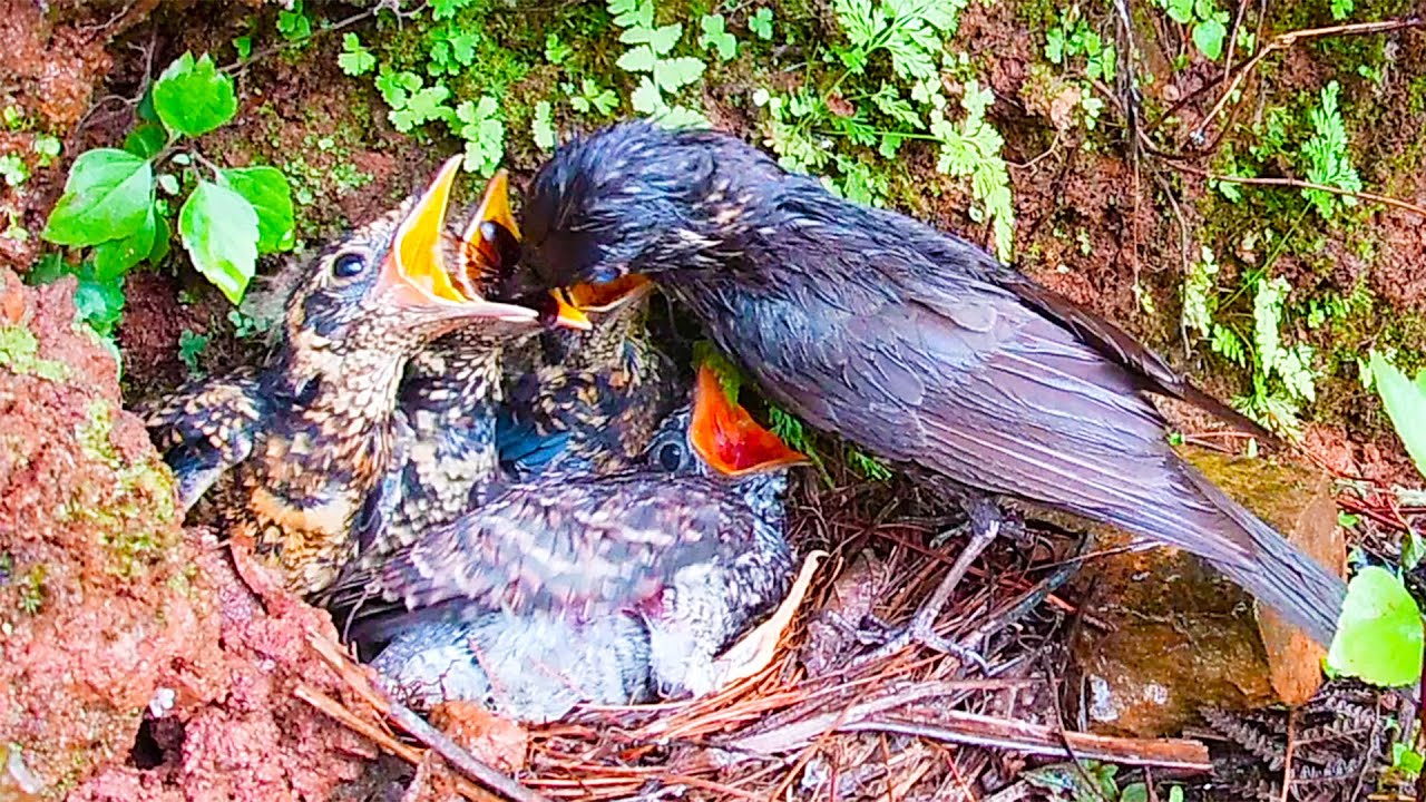 The mother bird only feeds her own baby, the cuckoo bird is very sad鸟妈妈只喂自己的孩子，寄生的杜鹃鸟非常失落