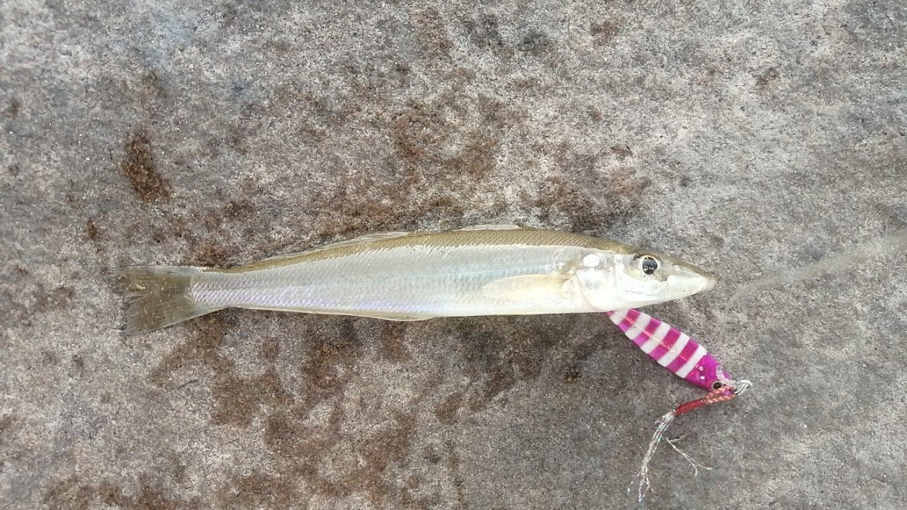 Whiting AKA Silver Sillago on a Shore Jig!!!