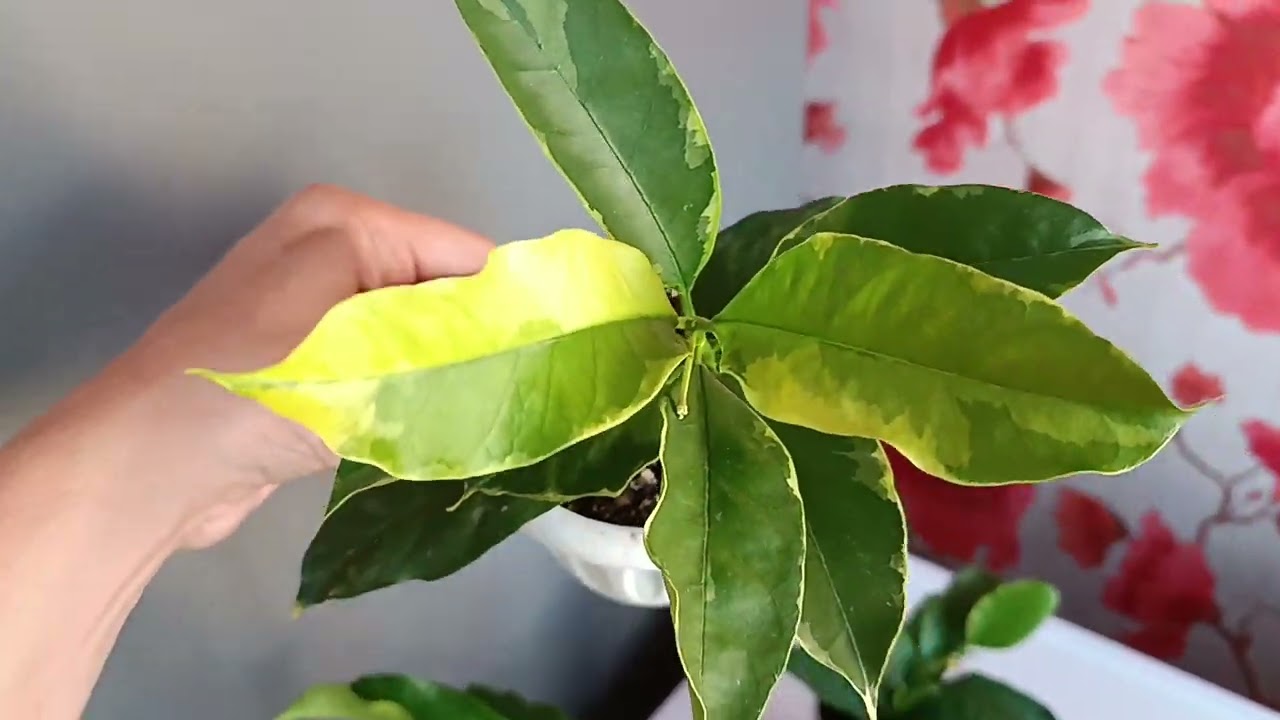 Хойя мультифлора. Сорта. Hoya Multiflora.