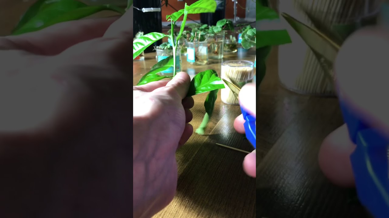 Cloning my hydroponic lemon tree I grew from seed #lemontree #lemon #propagation #cloning