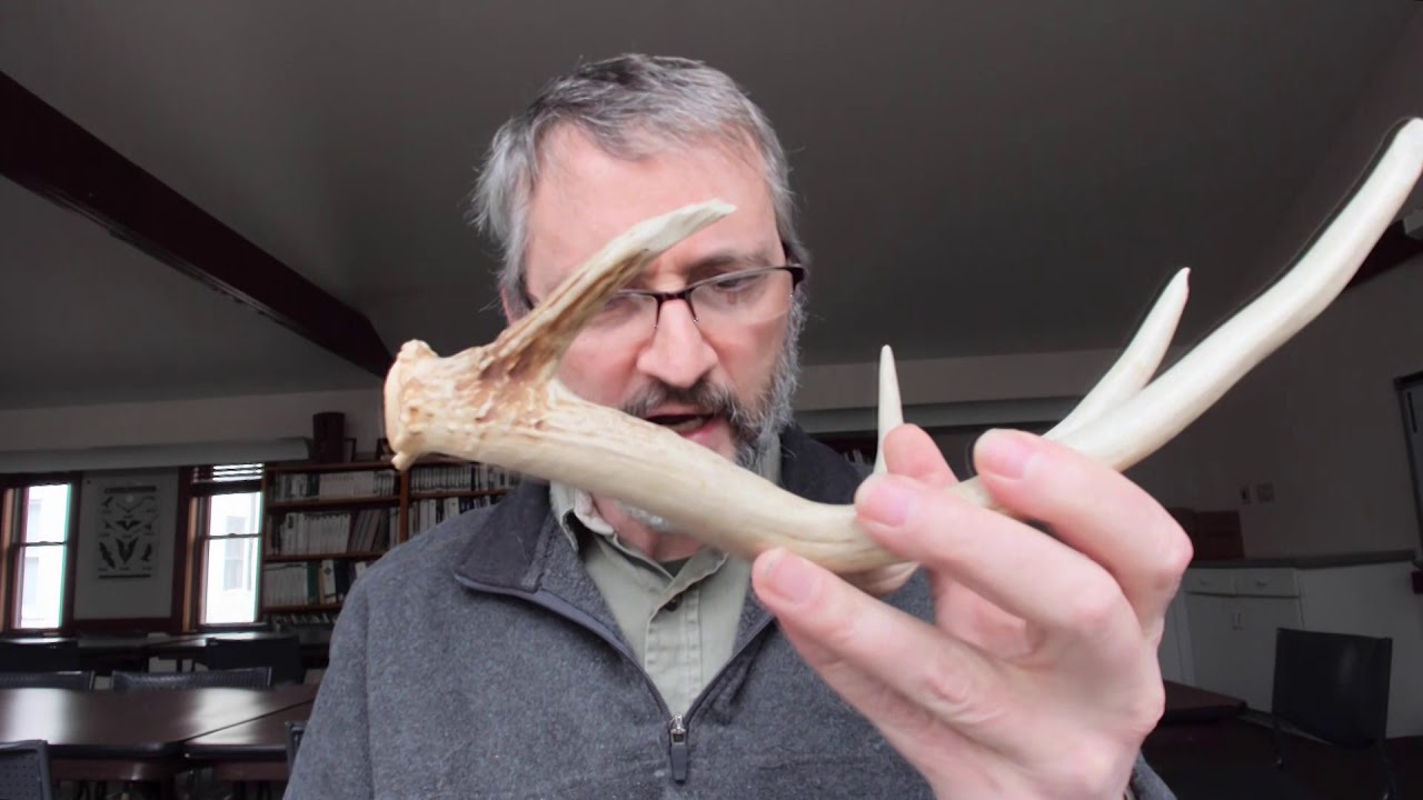 Ask the Naturalist: Antlers and Horns: What are they made of?