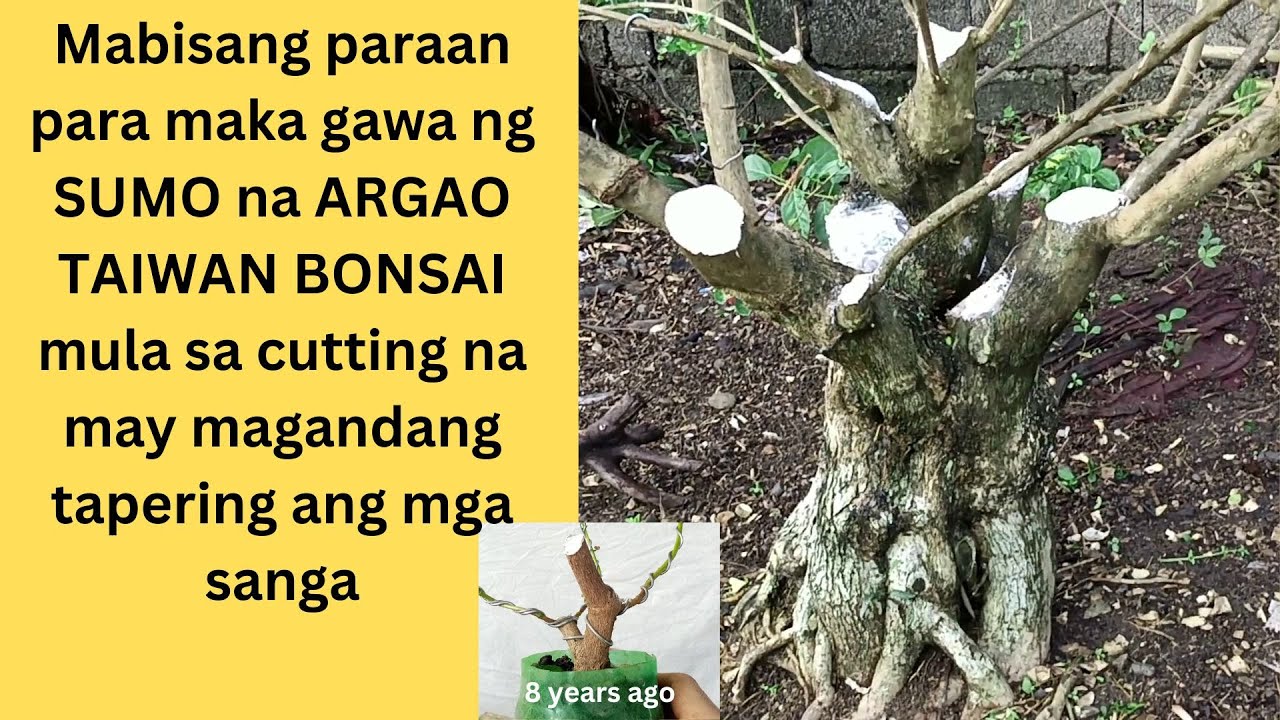 HOW TO MAKE ARGAO TAIWAN SUMO BONSAI / PREMNA MICROPHYLLA