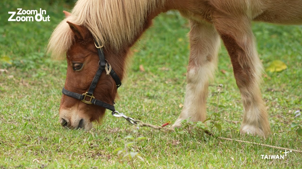 Hualien Therapy Horses Spur Wellness Trend ｜Zoom in Zoom Out