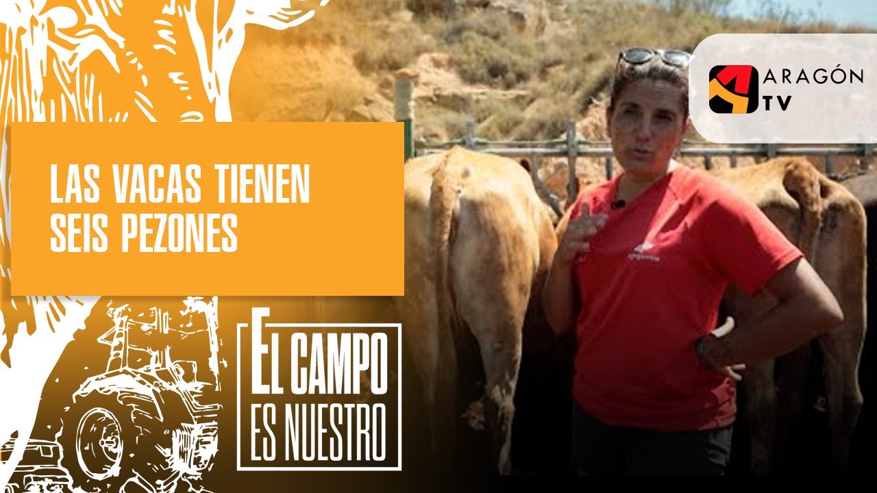 &iquest;Sab&iacute;as que las vacas puedes tener hasta seis pezones?