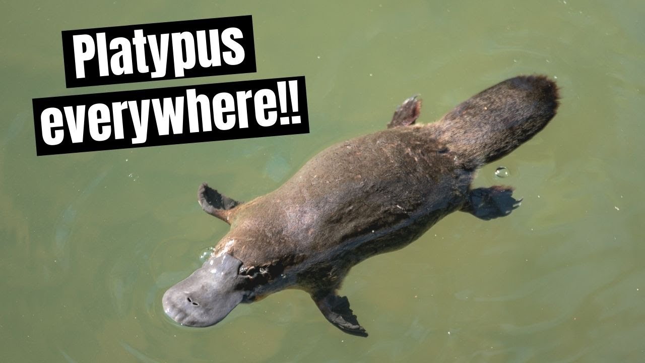 Platypus Everywhere!! // Eungella National Park, Queensland, Australia