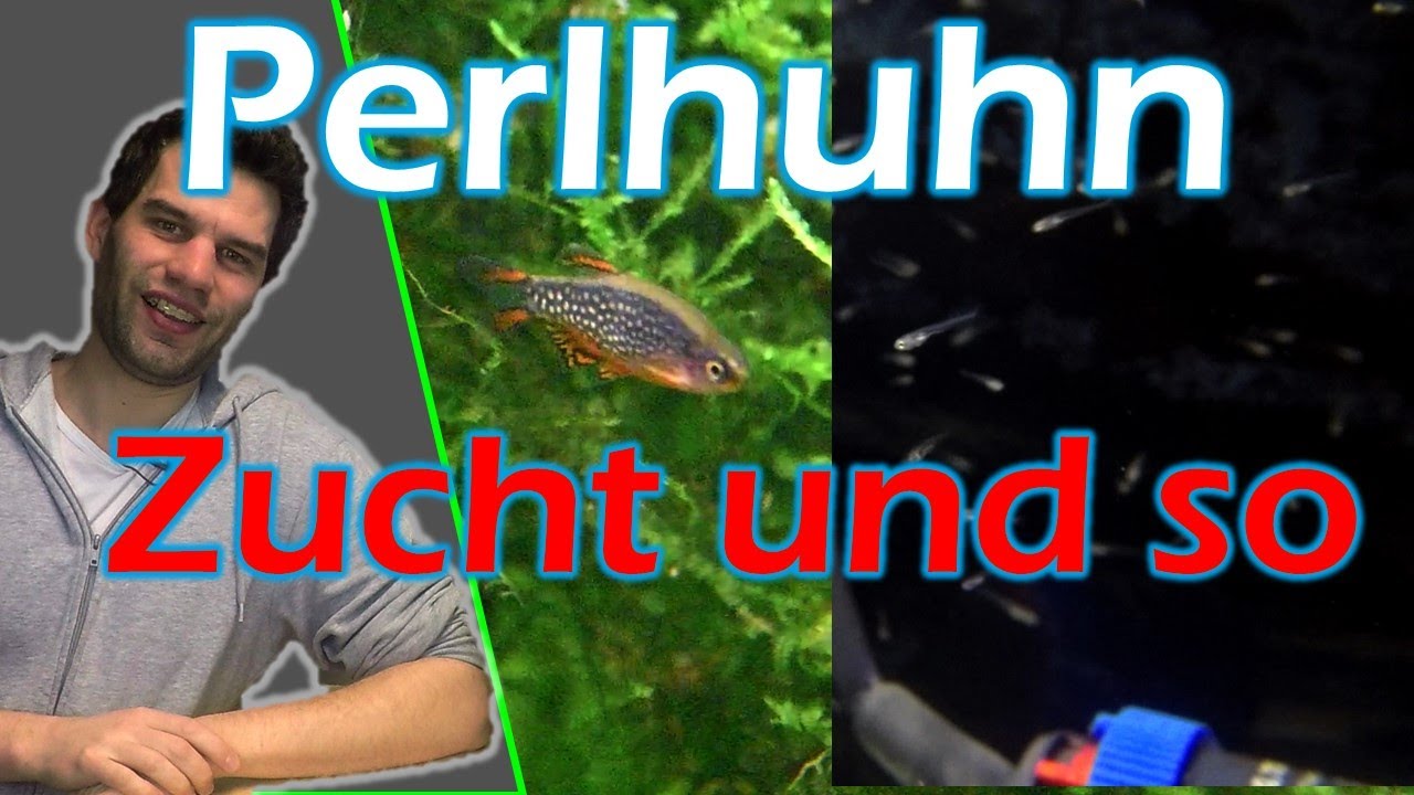 Perlhuhnbärblinge (Danio margaritatus): Zuchtmethoden und Allgemeines
