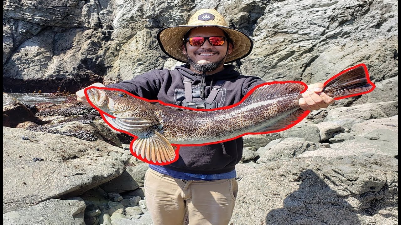 RECORD LINGCOD FROM SHORE!!!! FISHING CALIFORNIA