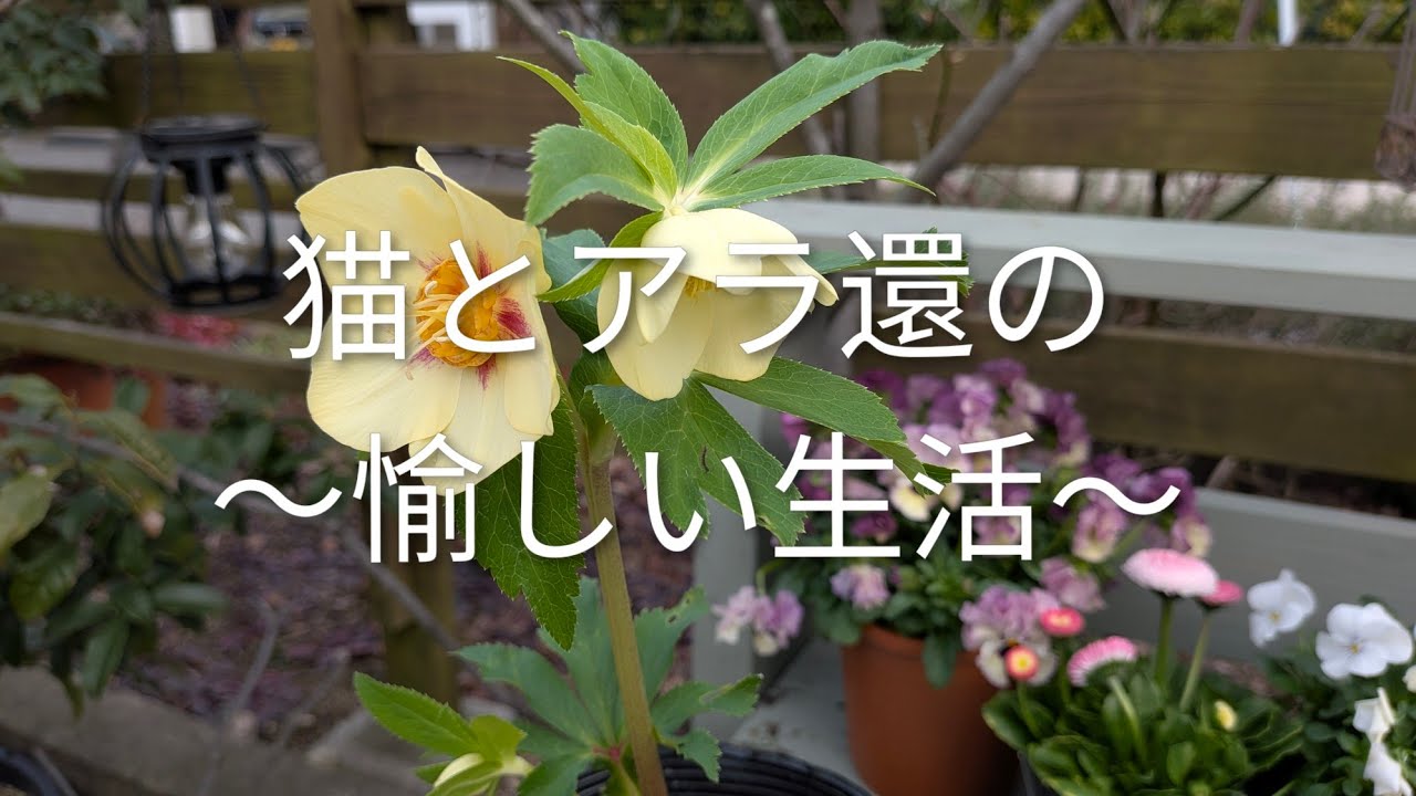 【vlog】#126 早春の庭をリフレッシュ&ガーデンツアー