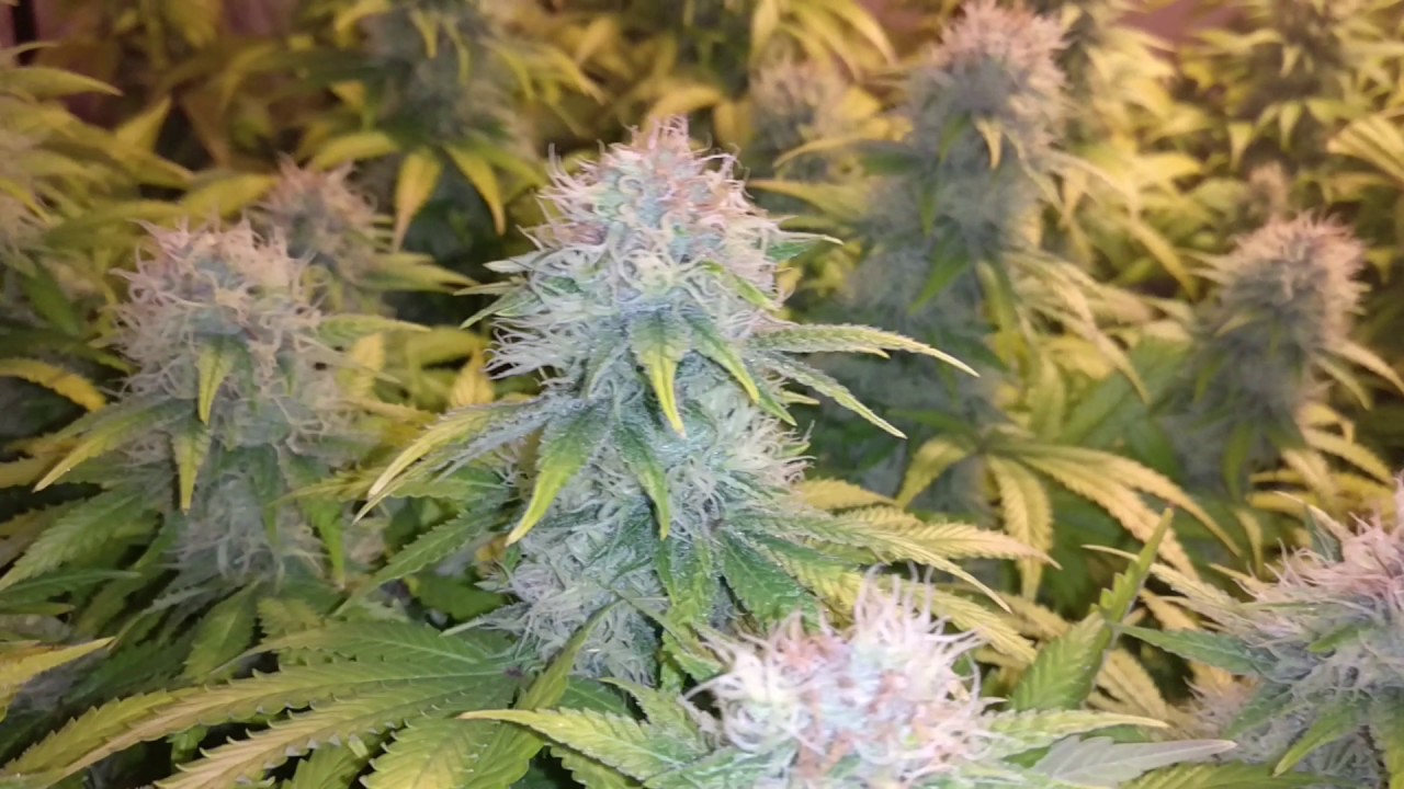 Space Candy 45 days into 12/12