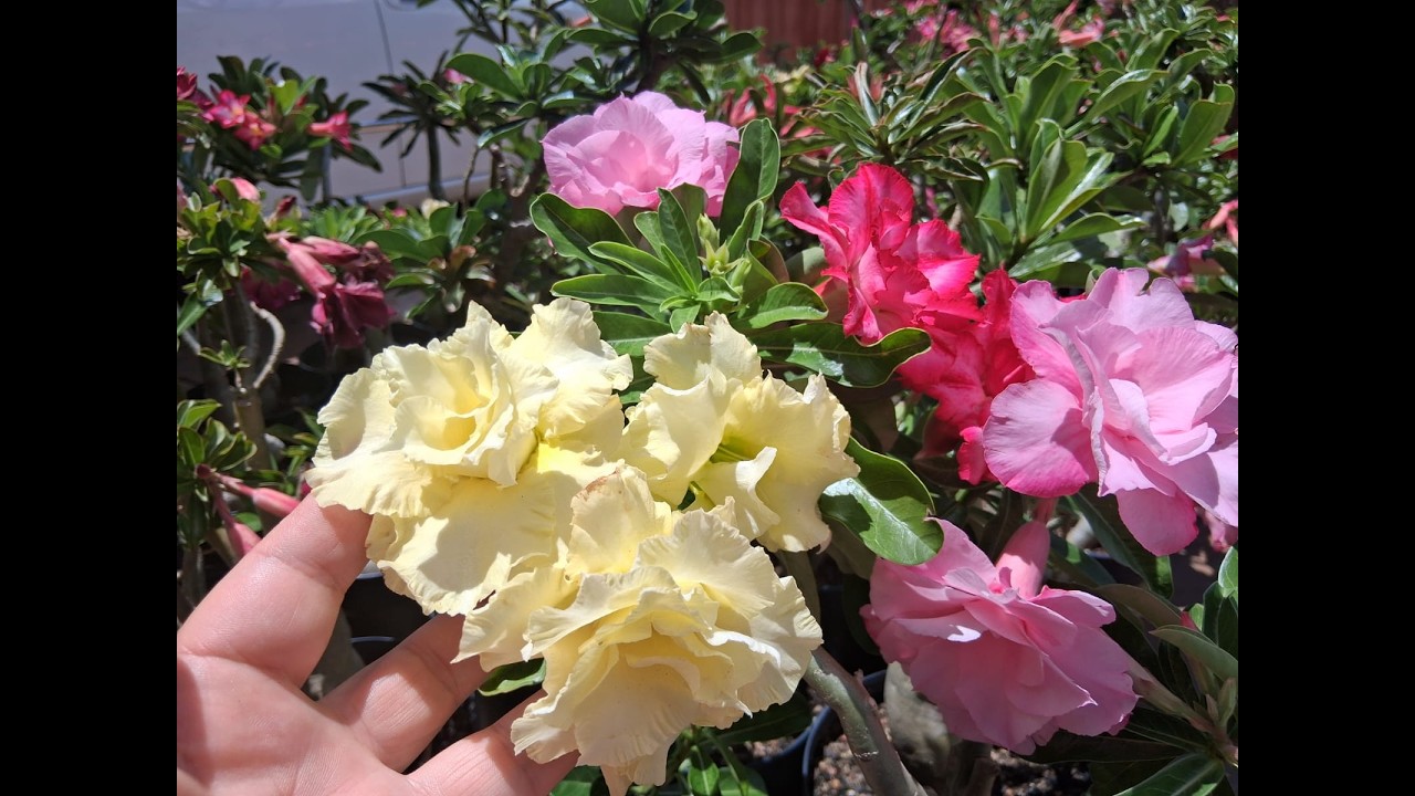  Como cuidar das rosas do deserto no período chuvoso + lindas flores 