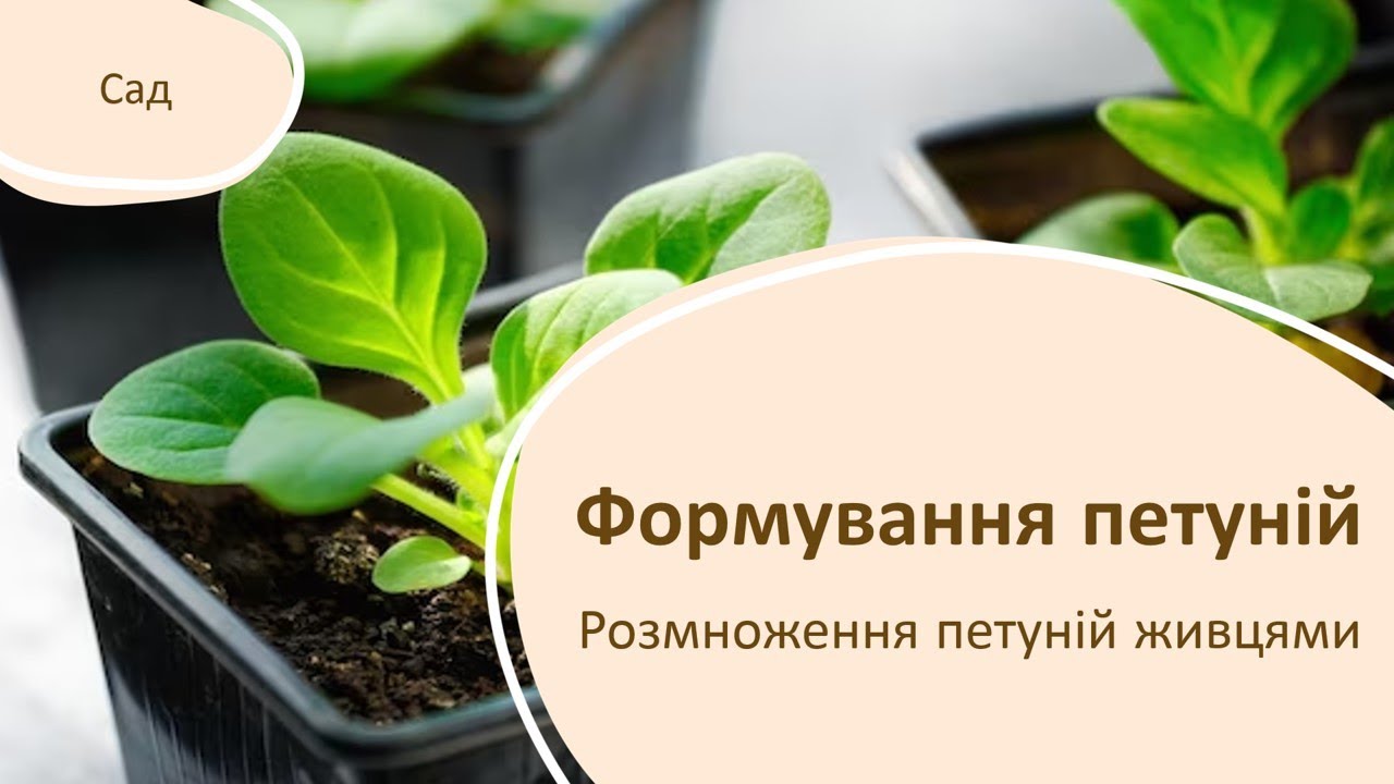 РІЖЕМО - НЕ ЖАЛКУЄМО. Розмноження петуній живцями