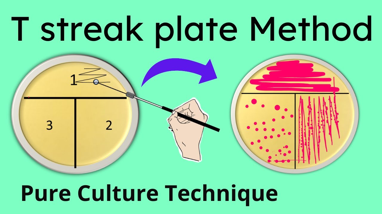 T streak plate method of isolation | Part 2