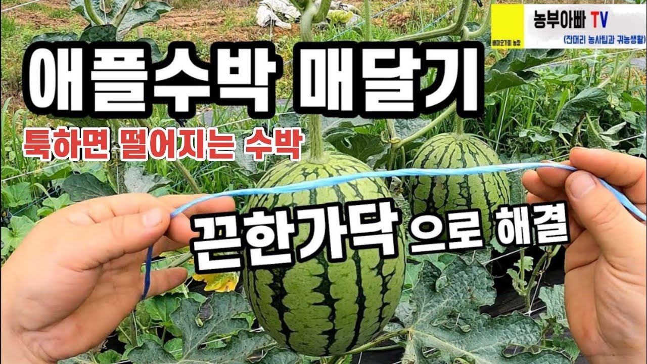 애플수박 매달기 끈한가닥으로  해결 될까?