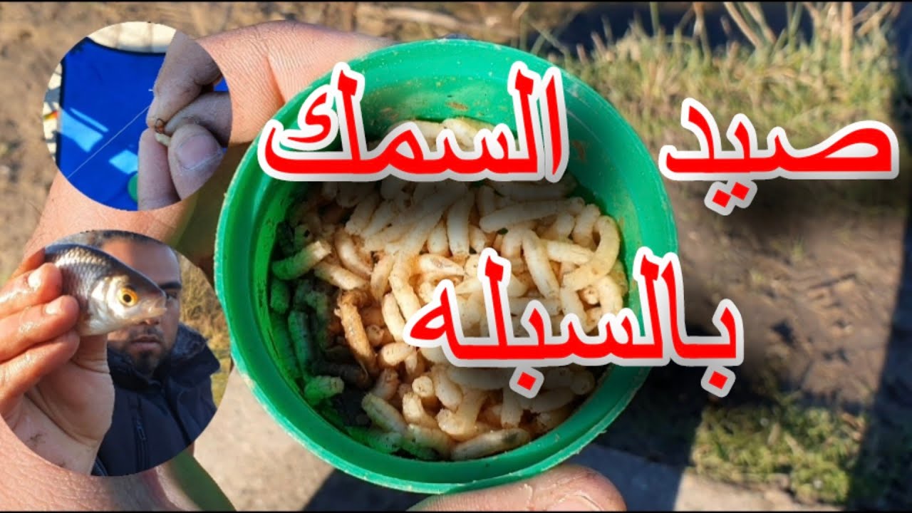 صيد السمك بدود السبله| احلى طعم🔥(بلطى-رايا-سلفر)