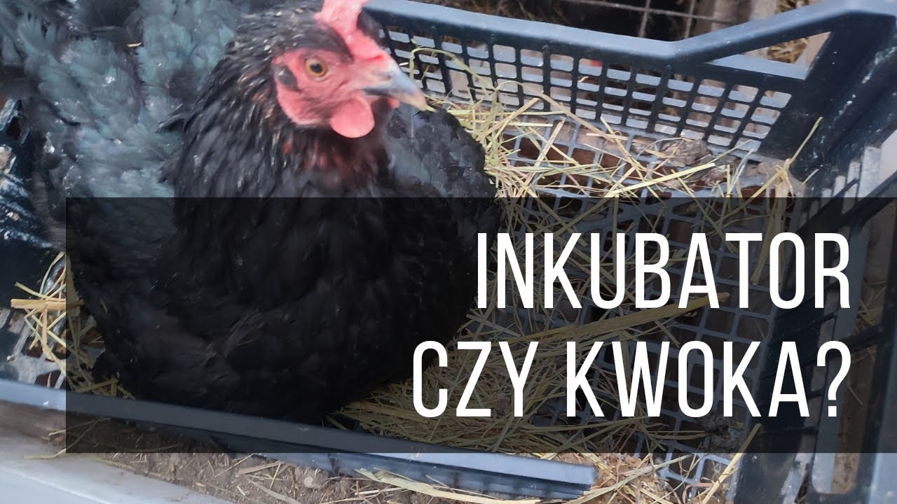 Kwoka lepsza od inkubatora? Nieoczywiste wady i zalety #inkubacja