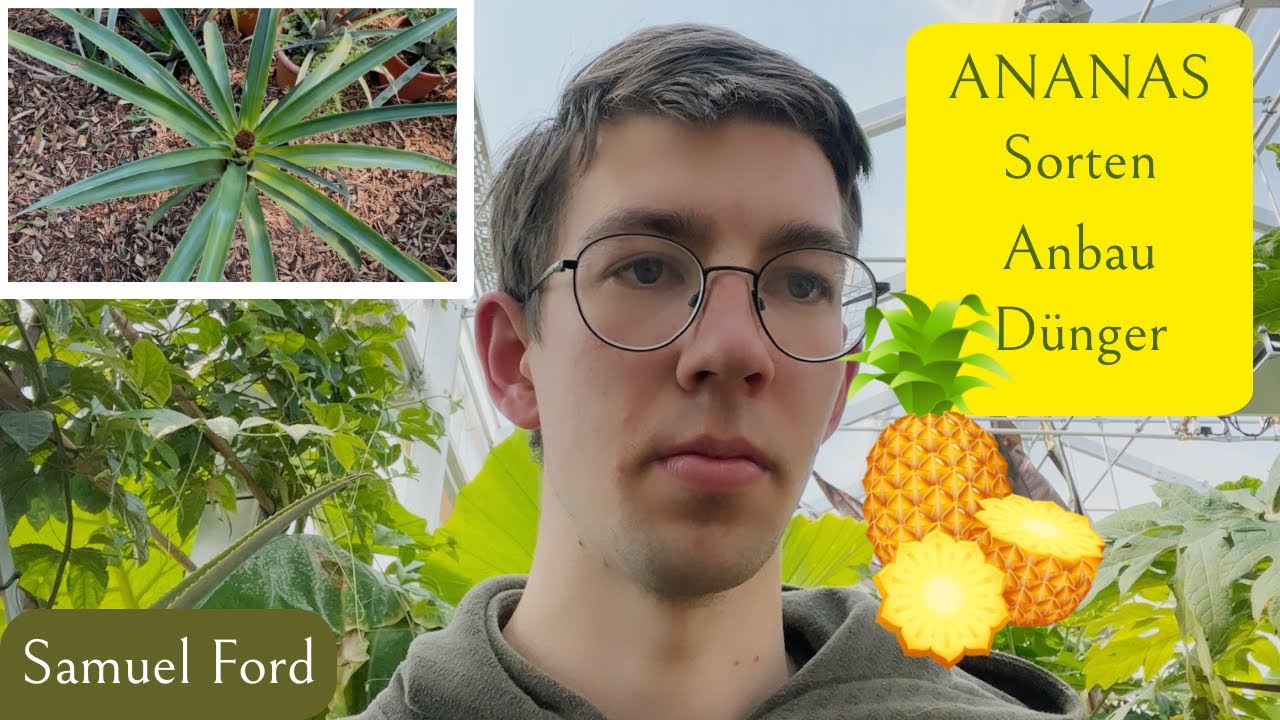 So baust du erfolgreich Ananas🍍 im eigenen Gewächshaus an !