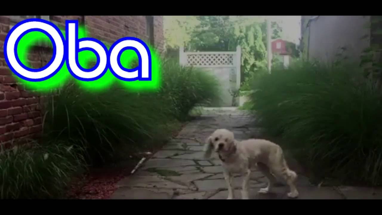 Universal Shufflers United | It's not Oba