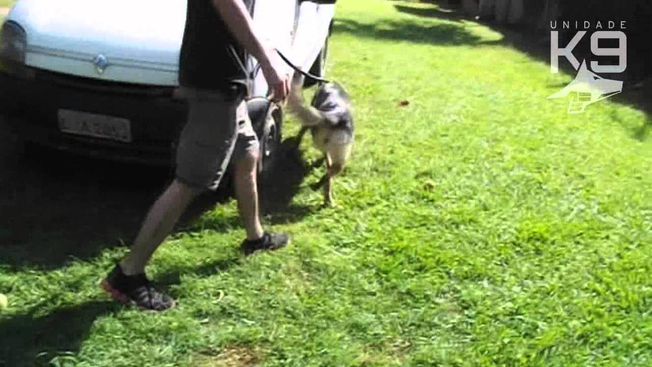Perro Kyra de Unidade K9 Argentina en entrenamiento de detecci&oacute;n