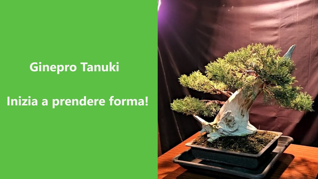 Seconda lavorazione su Tanuki di ginepro.  I risultati iniziano a vederesi!