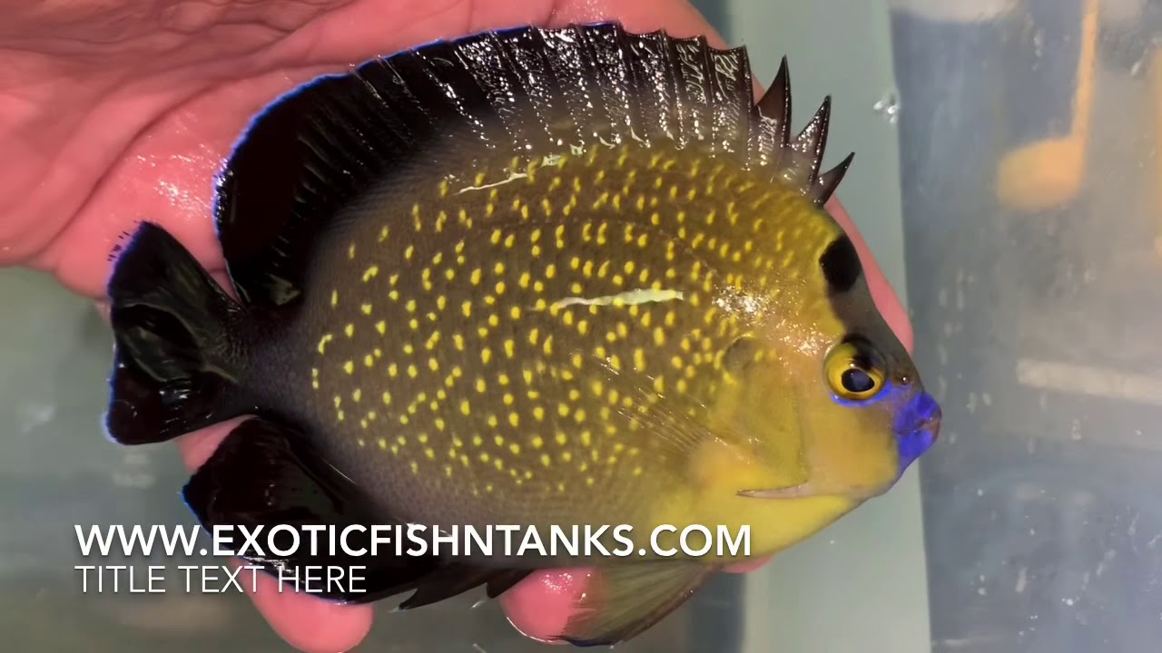 Goldflake Angel (Xmas Island - 5”)