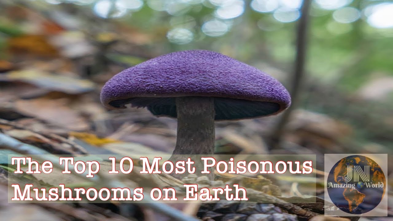 The Top 10 Most Poisonous Mushrooms on Earth | JN AmazingWorld