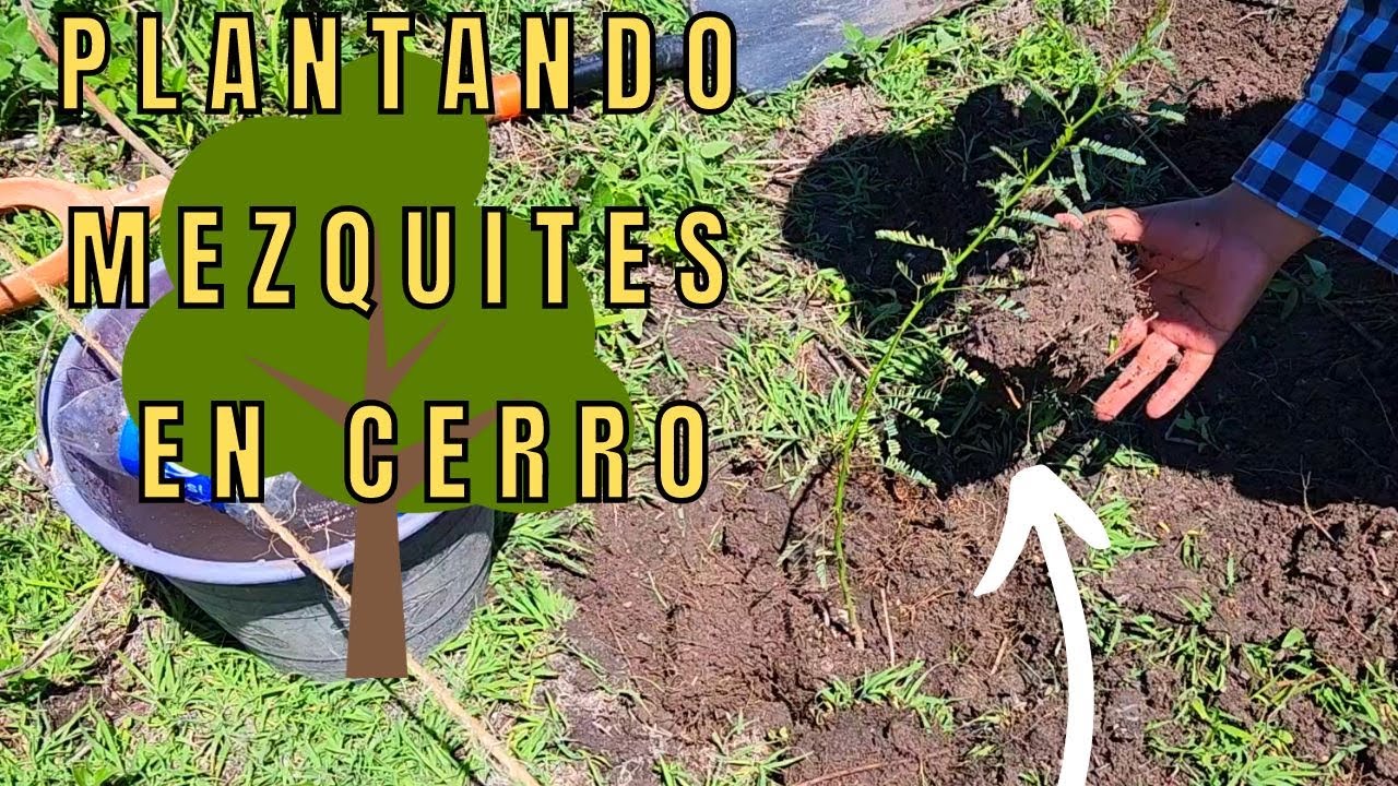 SIEMBRA DE MEZQUITE EN CERRO UTILIZANDO 🌧LLUVIA SOLIDA.🌱🌳  REFORESTANDO CERRO CON MEZQUITES