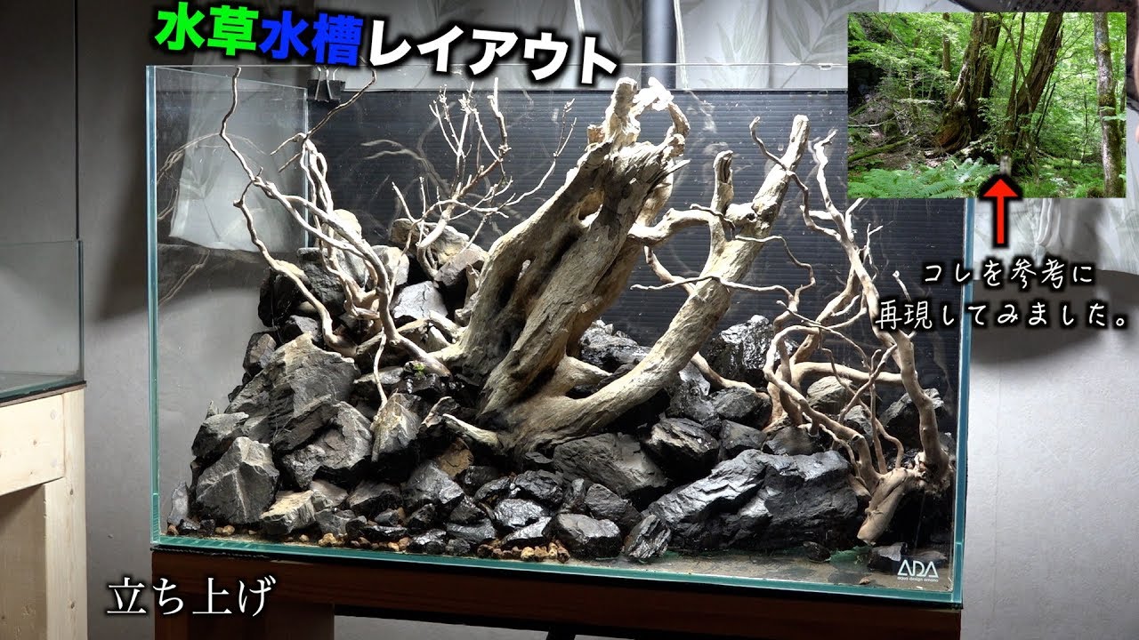 水草水槽レイアウトに行き詰まり感じてます。後編　立ち上げ