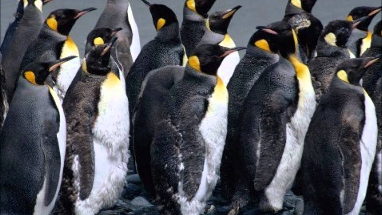 AZA MITAKILAKILAKA.wmv