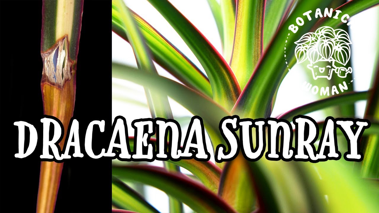 Dracaena Sunray - No More Brown Tips?
