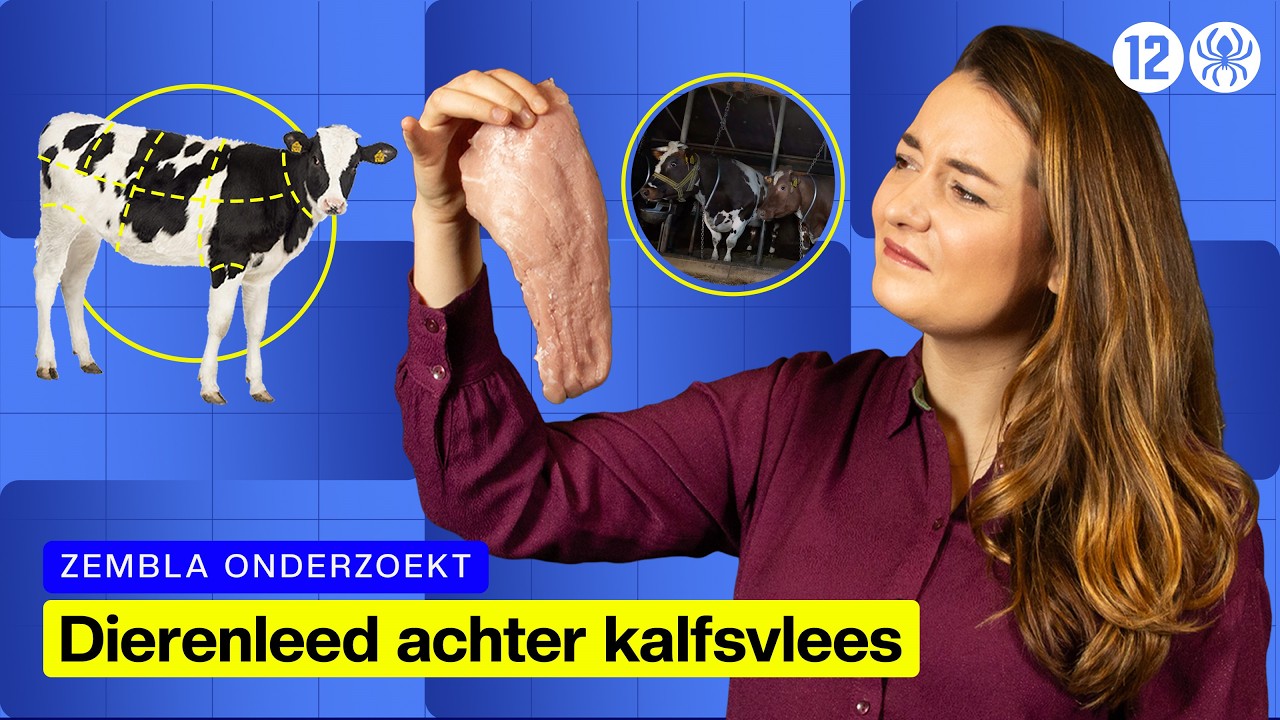 Misstanden in de kalvertransporten onthuld | Zembla Onderzoekt