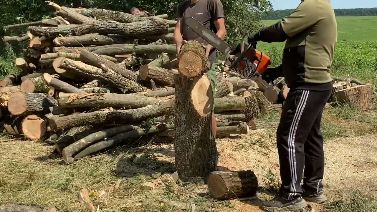 Best wood for cutting 🪚🪚 Chainsaw Stihl the best 👍👍👍