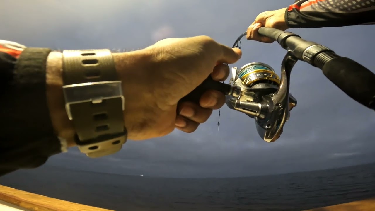 Shimano Stella 30000 in action on a 90 lb bluefin tuna